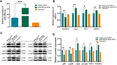 Platelets-Derived miR-200a-3p Modulate the Expression of ET-1 and VEGFA in Endothelial Cells by Targeting MAPK14